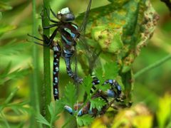 Lance-tipped Darners in wheel position by D. Gordon E. Robertson. Used under a CC BY-SA 3.0 license.