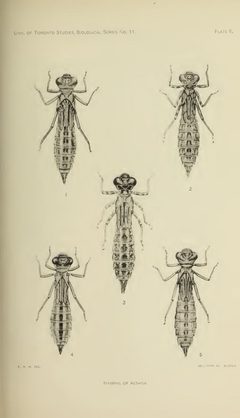 The North American Dragonflies of the Genus Aeshna E M Walker - Plate 6 by Edmund Murton Walker. Used under a Public domain license.