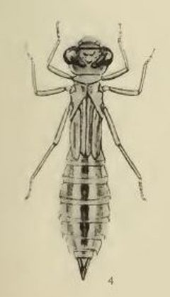 The North American Dragonflies of the Genus Aeshna E M Walker - Plate 6 - Aeshna canadensis by Edmund Murton Walker. Used under a Public domain license.