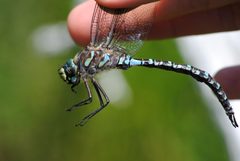 Lake Darner by Mike Ostrowski. Used under a CC BY-SA 2.0 license.