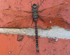 Aeshna juncea by wikipedia. Used under a CC BY-SA 3.0 license.