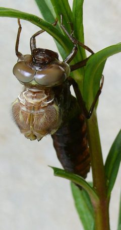 Aeshna juncea S3 by Siga. Used under a Public domain license.