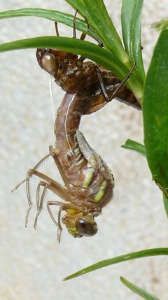 Aeshna juncea S5 by Siga. Used under a Public domain license.