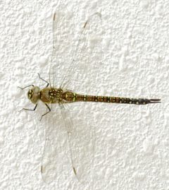 Aeshna juncea female by Ben van Vlierden. Used under a CC BY-SA 4.0 license.