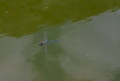 Dragonfly Sedge Hawker Aeshna juncea by EpsilonEridani. Used under a CC BY-SA 4.0 license.