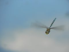Hovering dragonfly by wikipedia. Used under a Copyrighted free use license.