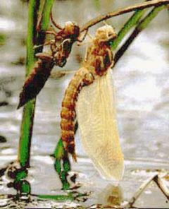 Newborn-imago-AEJU by wikipedia. Used under a CC BY-SA 3.0 license.