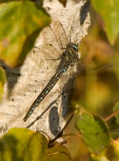 Aeshna palmata by Steve Hillebrand, USFWS. Used under a Public domain license.