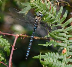 Paddle-tailed Darner 7560 by VJAnderson. Used under a CC BY-SA 4.0 license.