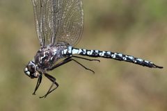 Aeshna septentrionalis 52194382 by Maurice Raymond. Used under a CC BY 4.0 license.