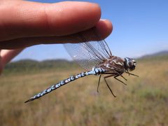 Aeshna sitchensis 13280849 by Reuven Martin. Used under a CC0 license.