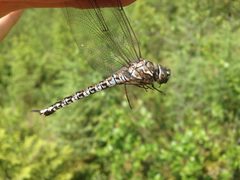 Aeshna sitchensis 9973842 by Reuven Martin. Used under a CC0 license.