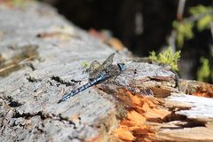 Zigzag Darner by Bob  Danley. Used under a CC BY-SA 2.0 license.