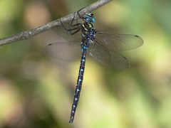 Aeshna umbrosa 20190928 by Zvkemp. Used under a CC BY-SA 4.0 license.