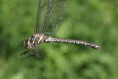 Aeshna umbrosa 55838015 by Maurice Raymond. Used under a CC BY 4.0 license.