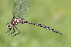 Aeshna umbrosa 55838022 by Maurice Raymond. Used under a CC BY 4.0 license.