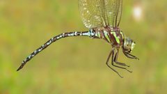 Aeshna verticalis 10546740 by Dan MacNeal. Used under a CC BY 4.0 license.