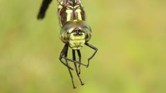 Aeshna verticalis 10546742 by Dan MacNeal. Used under a CC BY 4.0 license.