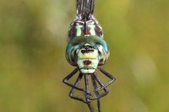 Aeshna verticalis 92213265 by Maurice Raymond. Used under a CC BY 4.0 license.