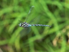 Green-striped Darner by Mike Ostrowski. Used under a CC BY-SA 2.0 license.