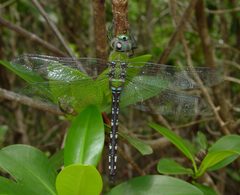 Anax amazili by Eric Haley. Used under a CC BY 2.0 license.