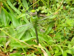 Anax concolor 90440596 by Tsssss. Used under a CC0 license.