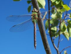 Anax junius-Female-2 by Eugene Zelenko. Used under a CC BY-SA 4.0 license.