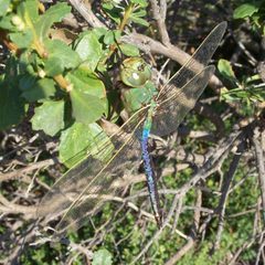 Anax junius-Male-4 by Eugene Zelenko. Used under a CC BY-SA 4.0 license.