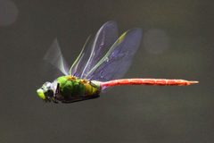 Cometdarner by Judy Gallagher. Used under a CC BY 2.0 license.