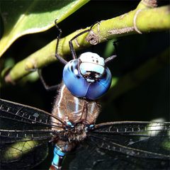 Head of dragonfly 2 by Brocken Inaglory. Used under a CC BY-SA 3.0 license.