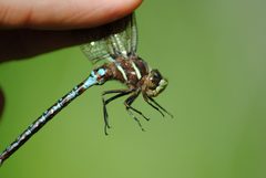 Springtime Darner by Mike Ostrowski. Used under a CC BY-SA 2.0 license.