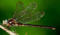 Boyeria vinosa by US Army Corps of Engineers. Used under a Public domain license.