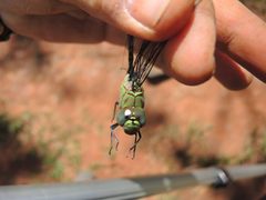 Coryphaeschna viriditas face view by DaveClermont. Used under a CC BY-SA 4.0 license.