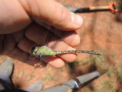 Coryphaeschna viriditas femelle DaveClermont by Dave Clermont. Used under a CC BY-SA 4.0 license.