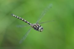 Gomphaeschna furcillata 293170231 by Owen Strickland. Used under a CC0 license.