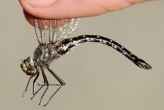 Harlequin Darner by Mike Ostrowski. Used under a CC BY-SA 2.0 license.