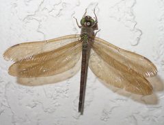 Gynacantha nervosa by Eric Haley from Winter Park, Florida, USA. Used under a CC BY 2.0 license.