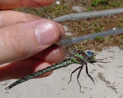 Nasiaeschna pentacantha by Eric Haley. Used under a CC BY 2.0 license.