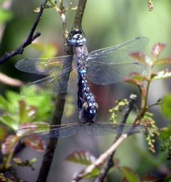 California Darners by Len Blumin from Mill Valley, California, United States. Used under a CC BY 2.0 license.