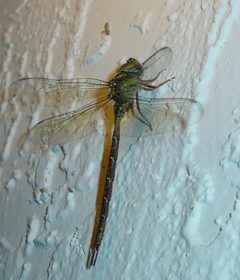 Triacanthagyna trifida by Eric Haley. Used under a CC BY 2.0 license.