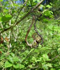 Triacanthagyna trifida mating by Eric Haley. Used under a CC BY 2.0 license.