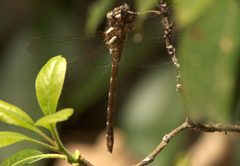 Brown Spiketail by Mike Ostrowski. Used under a CC BY-SA 2.0 license.
