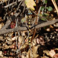 Cordulegaster dorsalis-Male-1 by Eugene Zelenko. Used under a CC BY-SA 4.0 license.