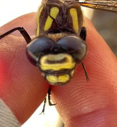Cordulegaster dorsalis 148221730 by Irene. Used under a CC0 license.