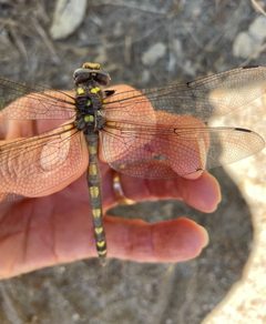 Cordulegaster dorsalis 148221745 by Irene. Used under a CC0 license.