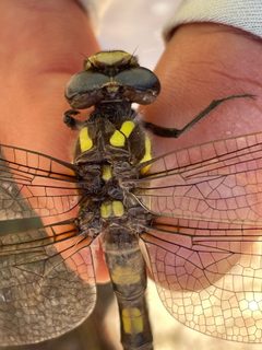 Cordulegaster dorsalis 148221764 by Irene. Used under a CC0 license.