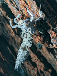 Cordulegaster dorsalis 172814361 by Alan Rockefeller. Used under a CC BY 4.0 license.