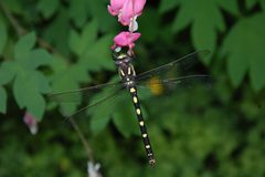 Pacific Spiketail Dragonfly by Rhondle. Used under a CC BY-SA 3.0 license.
