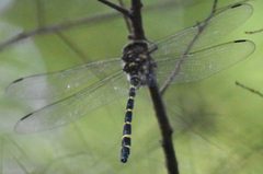 Cordulegaster erronea 143986615 by Kevin Barnes. Used under a CC0 license.