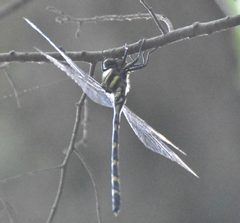 Cordulegaster erronea 143986637 by Kevin Barnes. Used under a CC0 license.